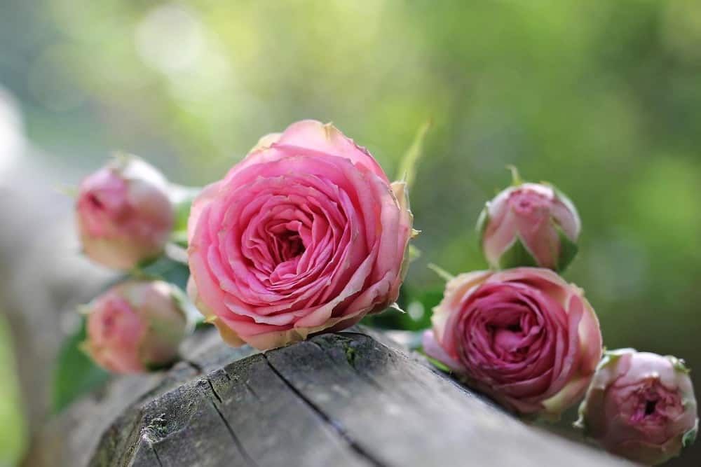 Pink roses on top of wooden planks