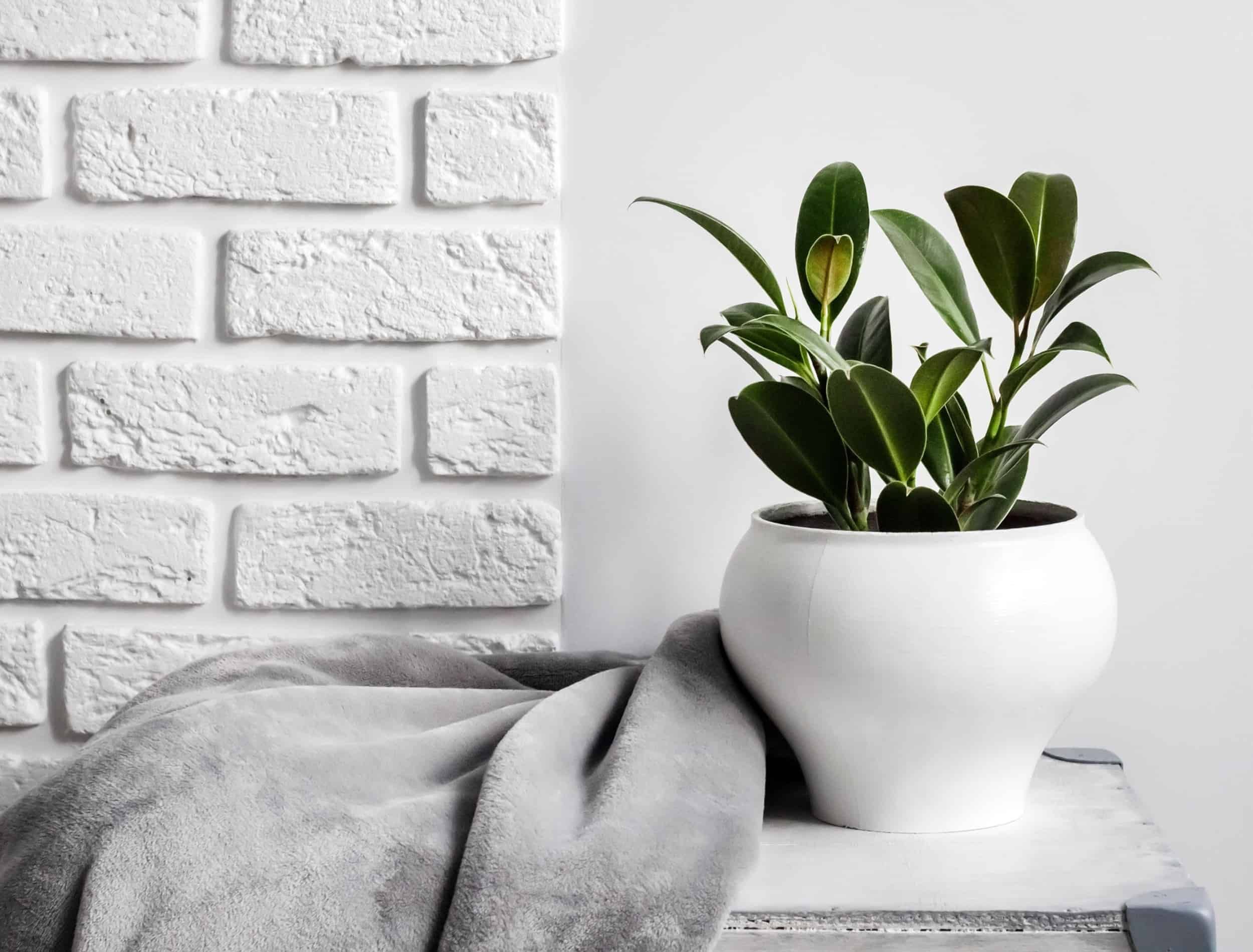 Young rubber plant (Ficus elastica) in white flower pot with gray soft fleece blanket near it. White wall with bricks on background