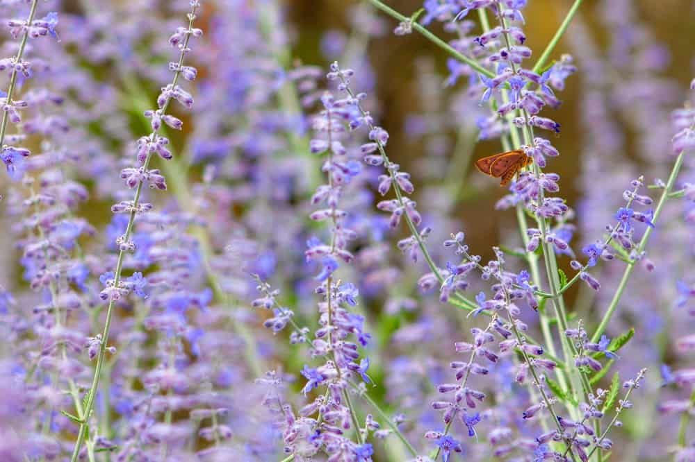 8 Companion Plants for Lavender