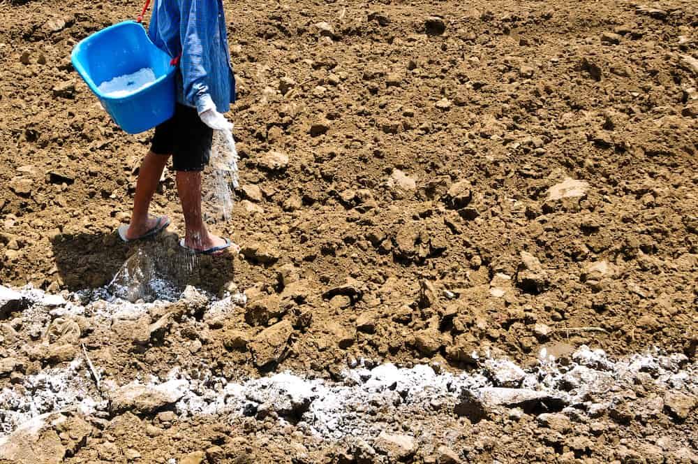 Farmers sprinkle gypsum to correct the acidity of the soil.