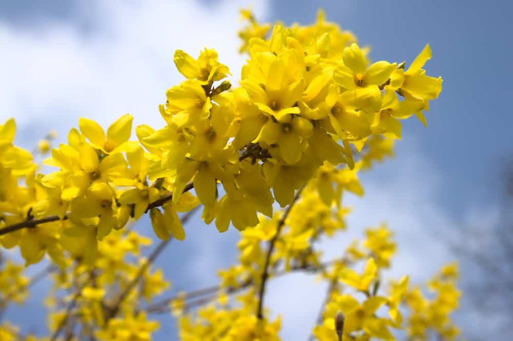 blossoming forsythia in the garden in the spring
