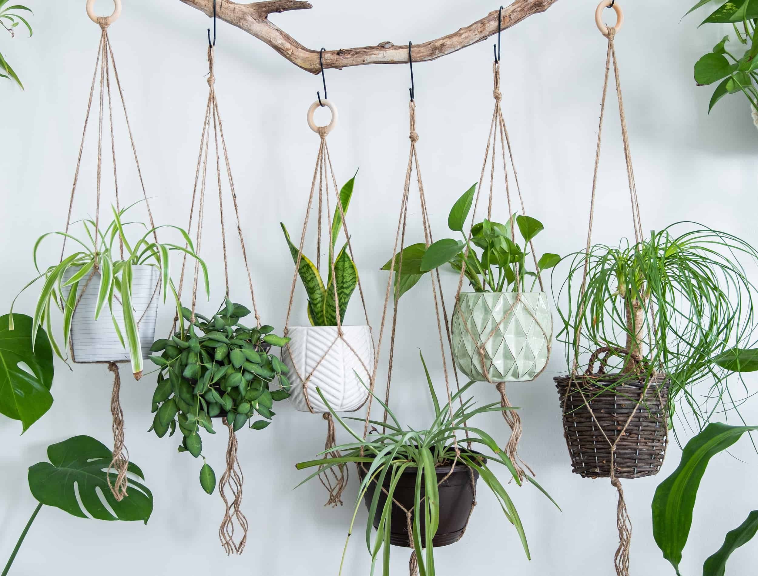 Six jute twine macrame plant hangers are hanging from a driftwood branch.