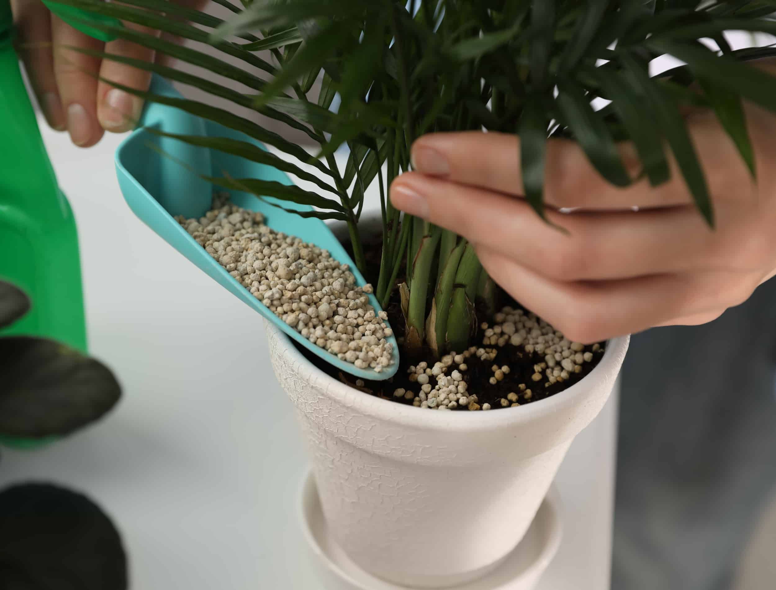 Woman pouring granular fertilizer into pot with house plant at table