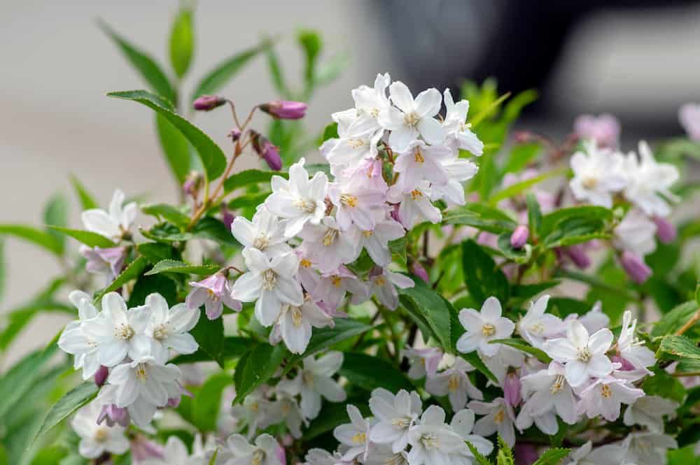 Deutzia gracilis romantic bright white flowering plant, bunch of amazing and beautiful slender flowers on shrub branches, green leaves, prune