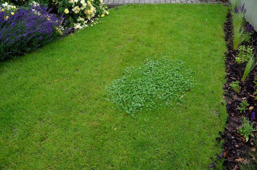 Combating dicotyledonous weeds in the lawn means using herbicides.
