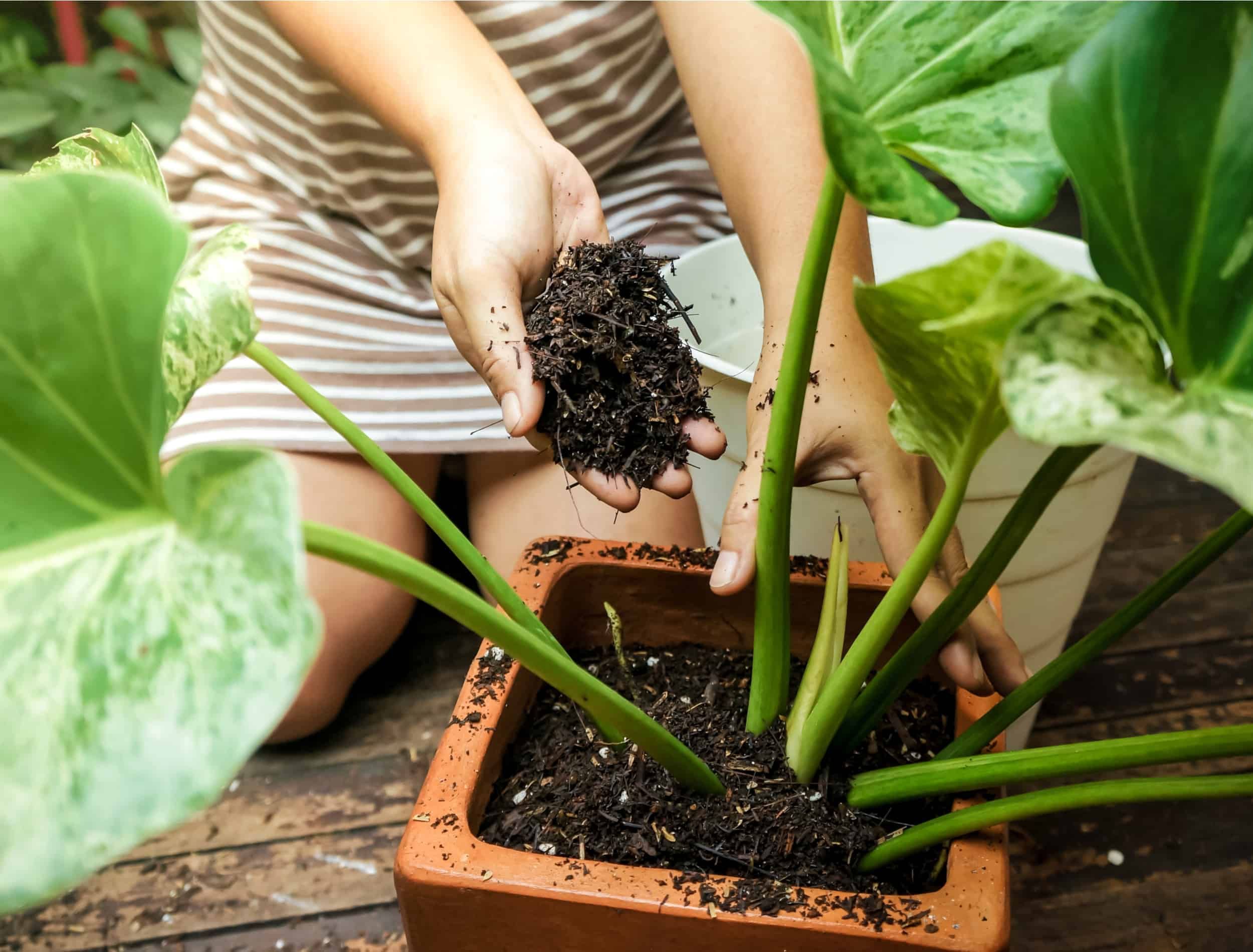 How Often to Repot Plants