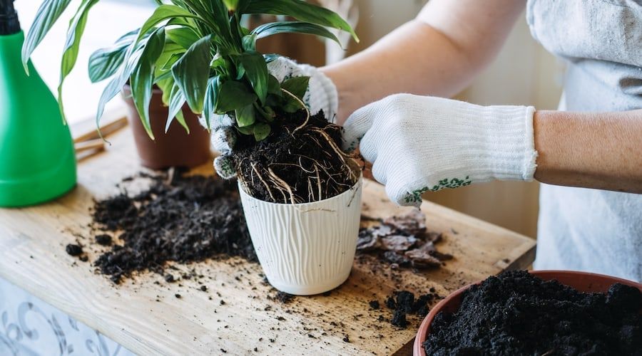 Spring Houseplant Care, repotting houseplants. Waking Up Indoor Plants for Spring. Woman is transplanting plant into new pot at home. Gardener transplant plant Spathiphyllum
