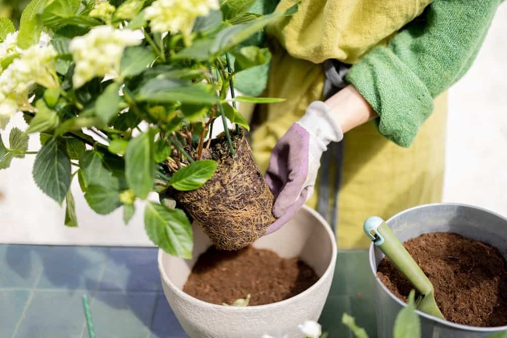 Woman replanting flowers, pulling hydrangea with roots from a pot, close-up on hands.