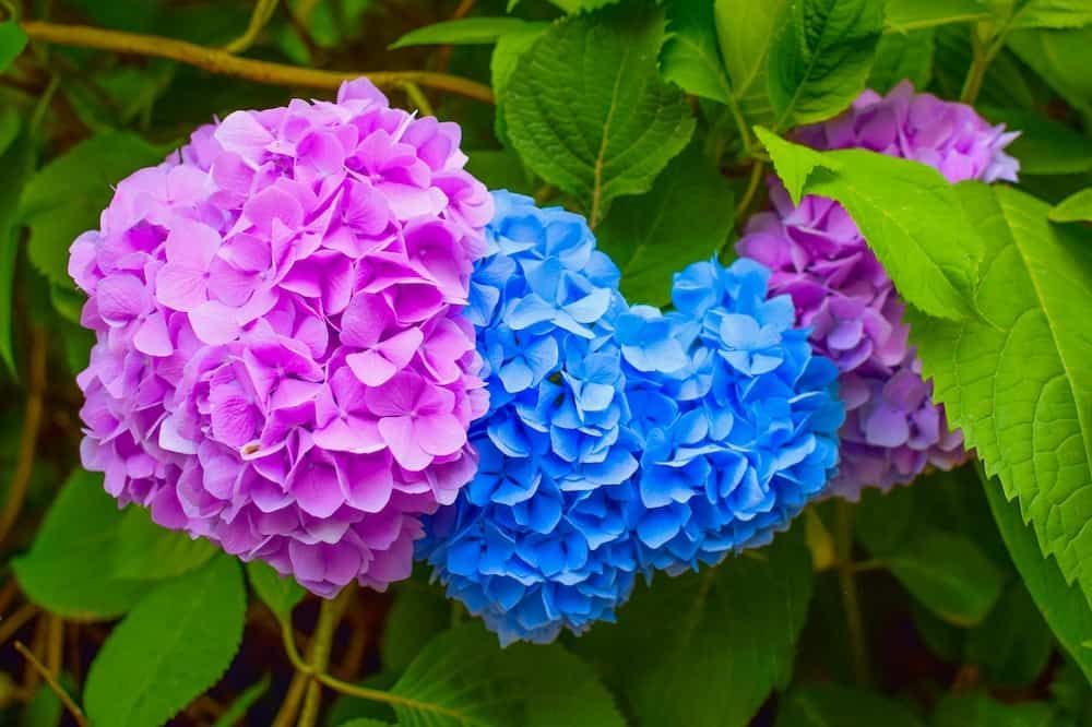 Hydrangea changeable large-leaved Garden French wild-growing bush. Variety of paniculate and tree-like hydrangea. Blue and pink flowers