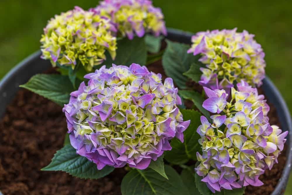 What Potting Soil Is Best For Hydrangeas?