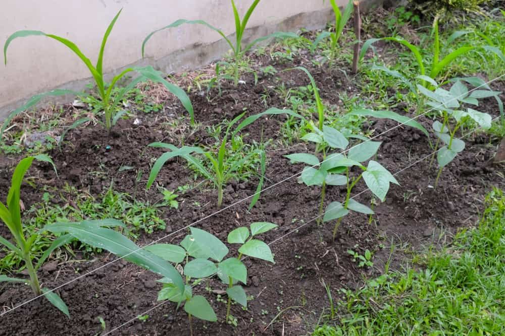 Corn and legume cowpea plants intercropping on a vegetable garden.