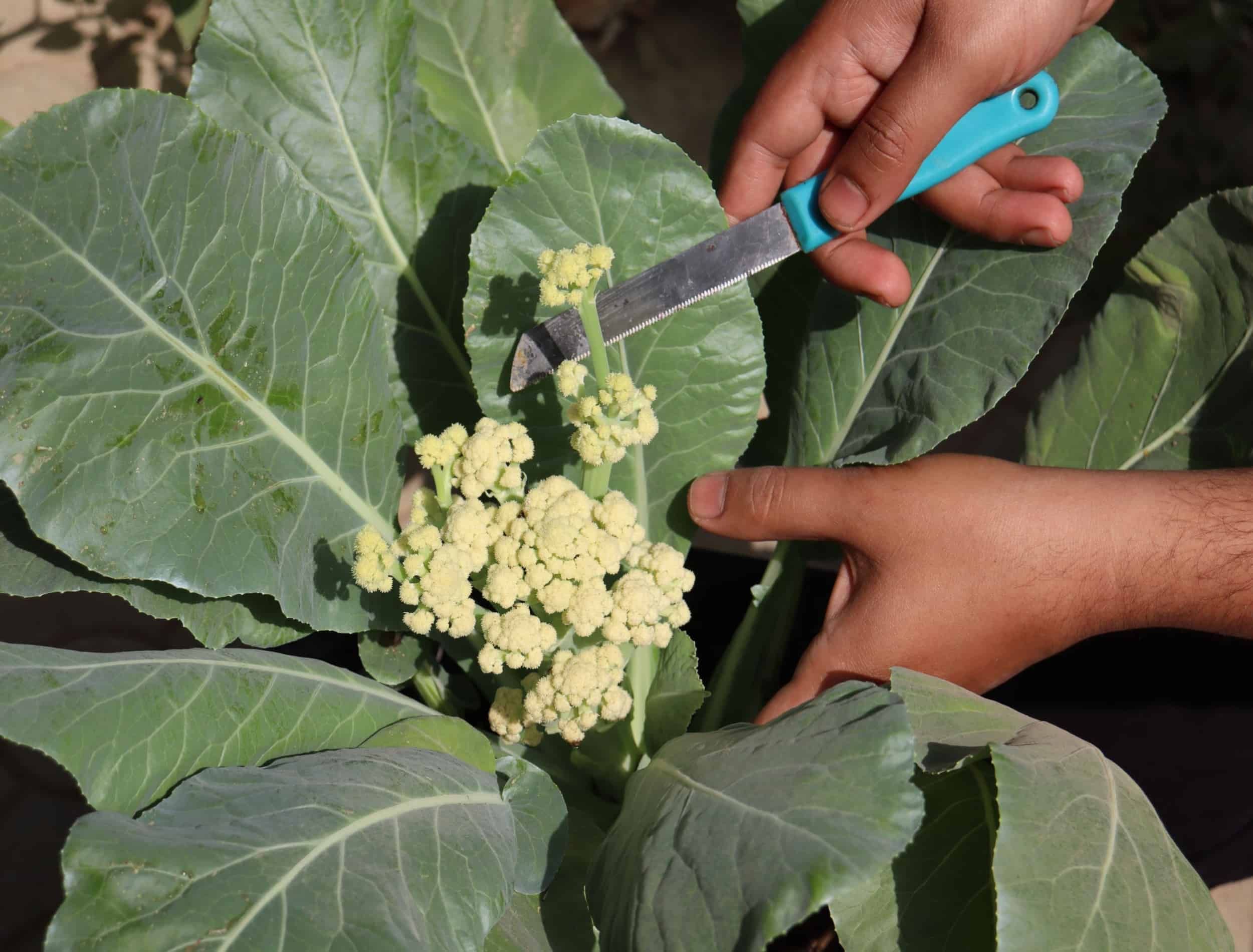 Harvesting and chopping big leafy organic cauliflower vegetable with bare hands and a kitchen knife.