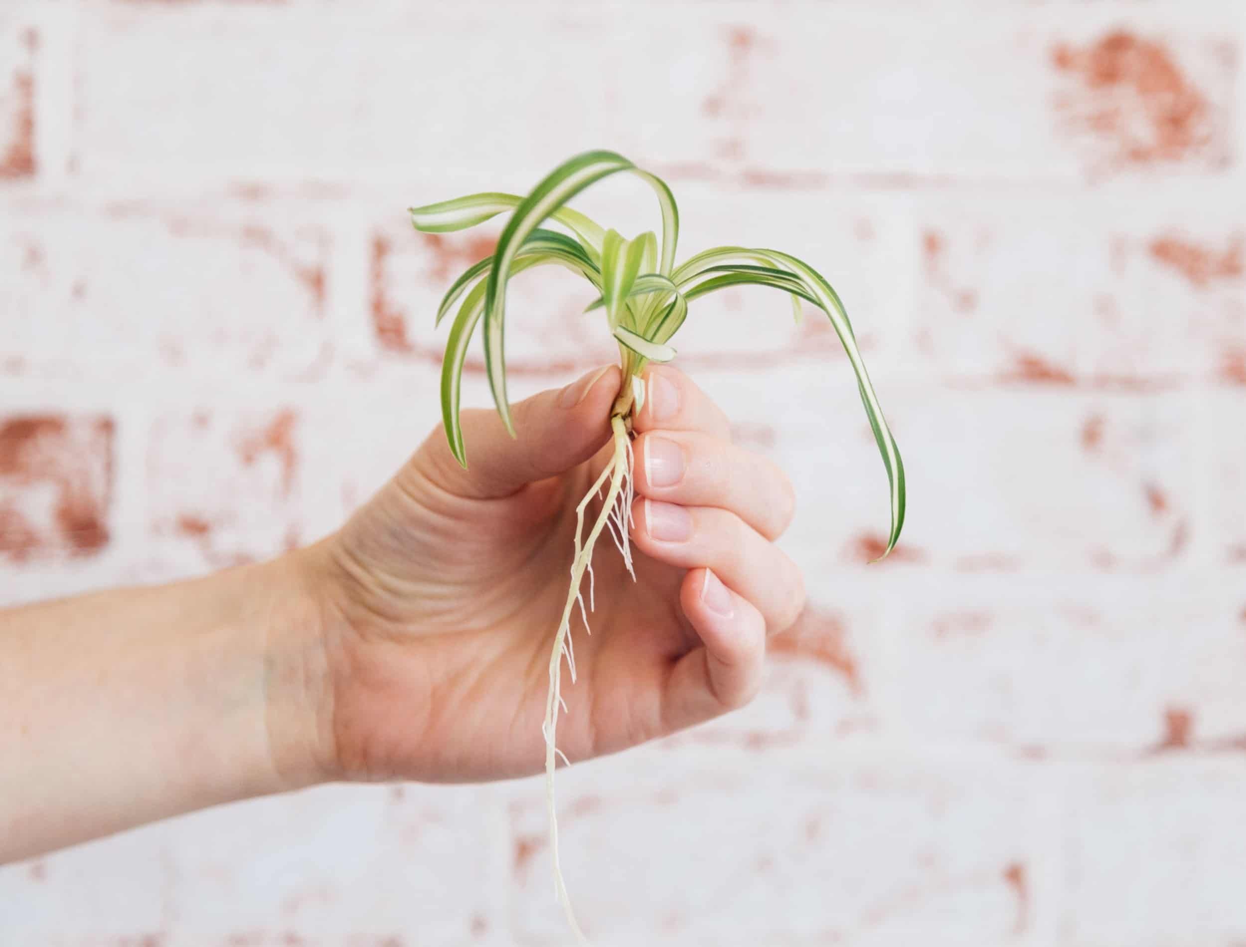 Chlorophytum comosum - Spider Plant Cutting with roots held in female hand against red brick wallpaper background