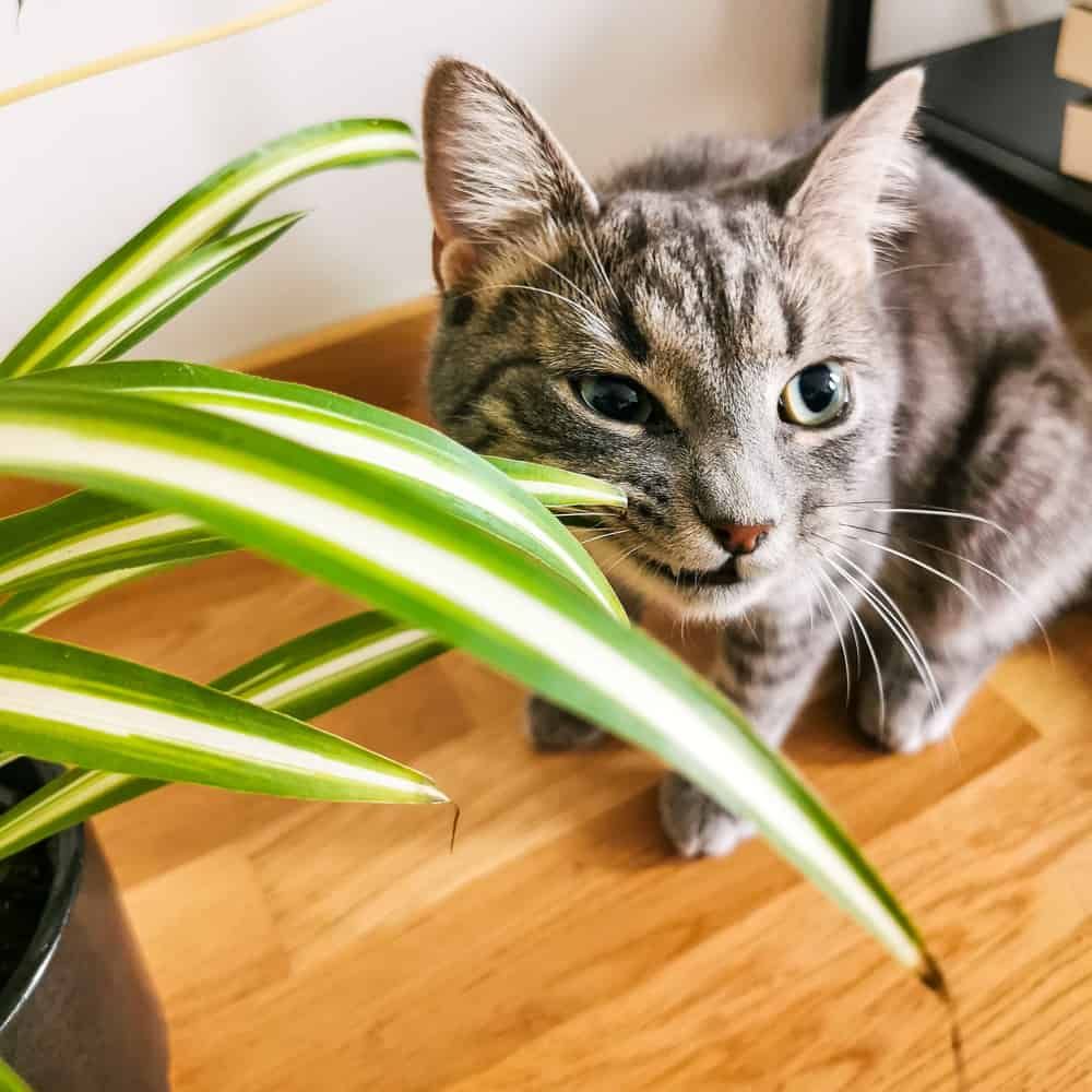 spider plant and cat