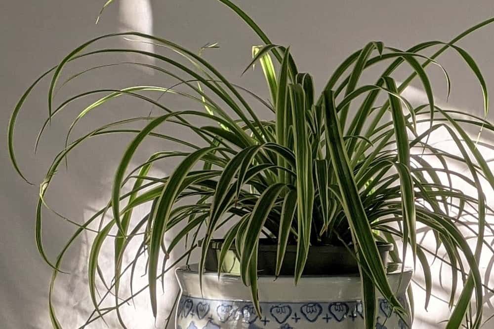 Spider plant in a blue and white ceramic pot,the shade