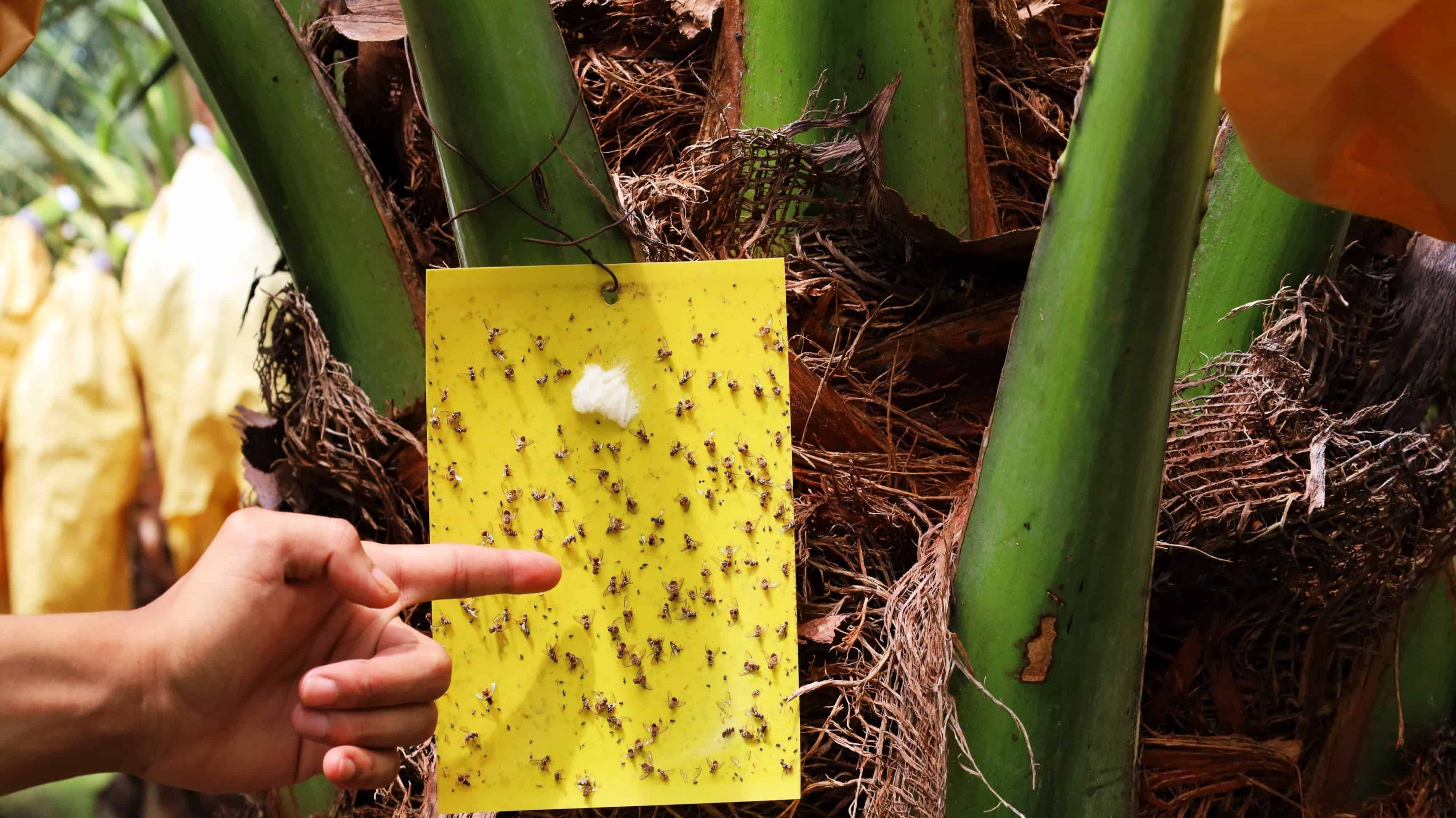 Close-up of garden glue traps. The fingers of the yellow sticky card trap hang on the palm trees to control insects and pests in organic farms. Selective focus