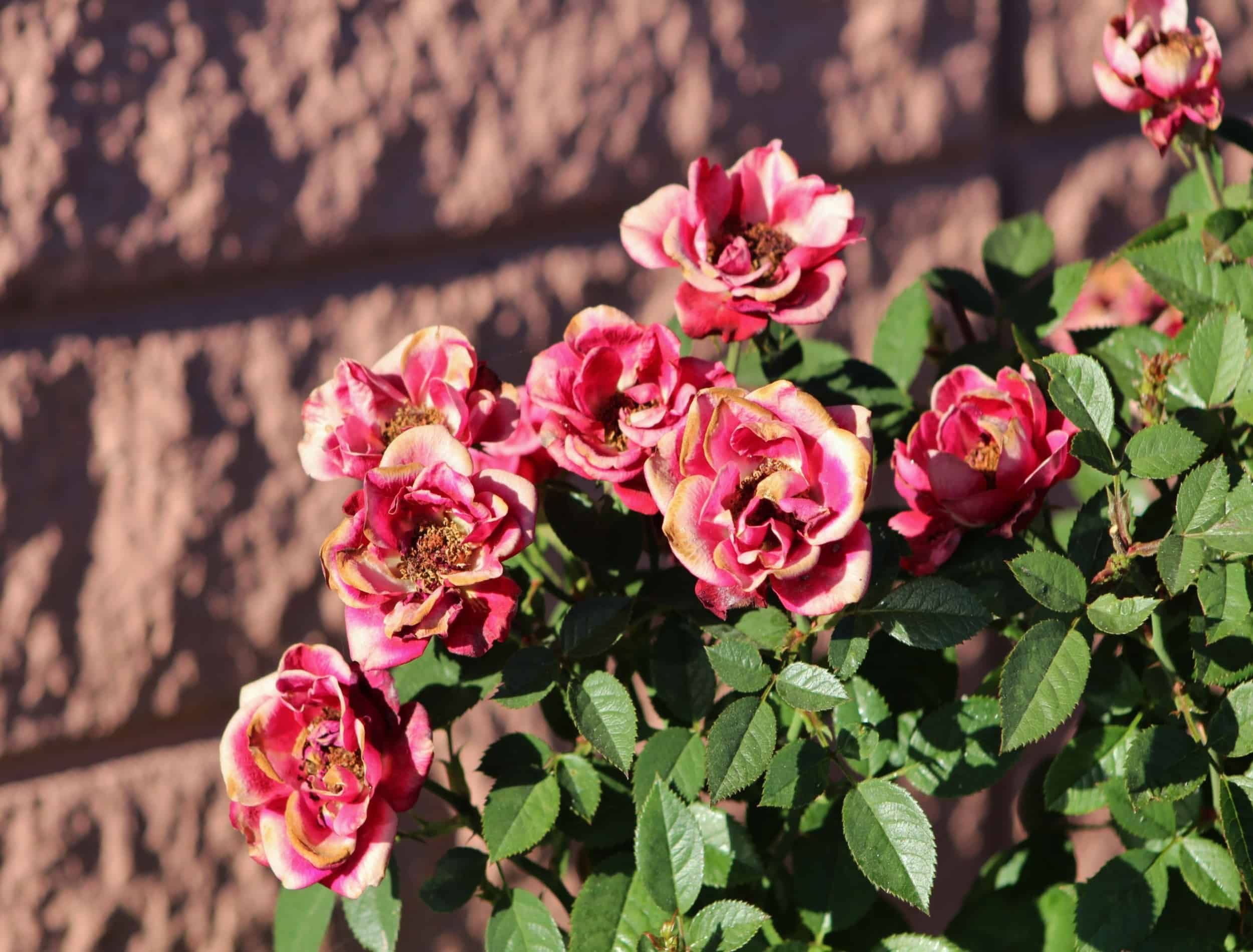 How to Revive Plants From Heat Damage