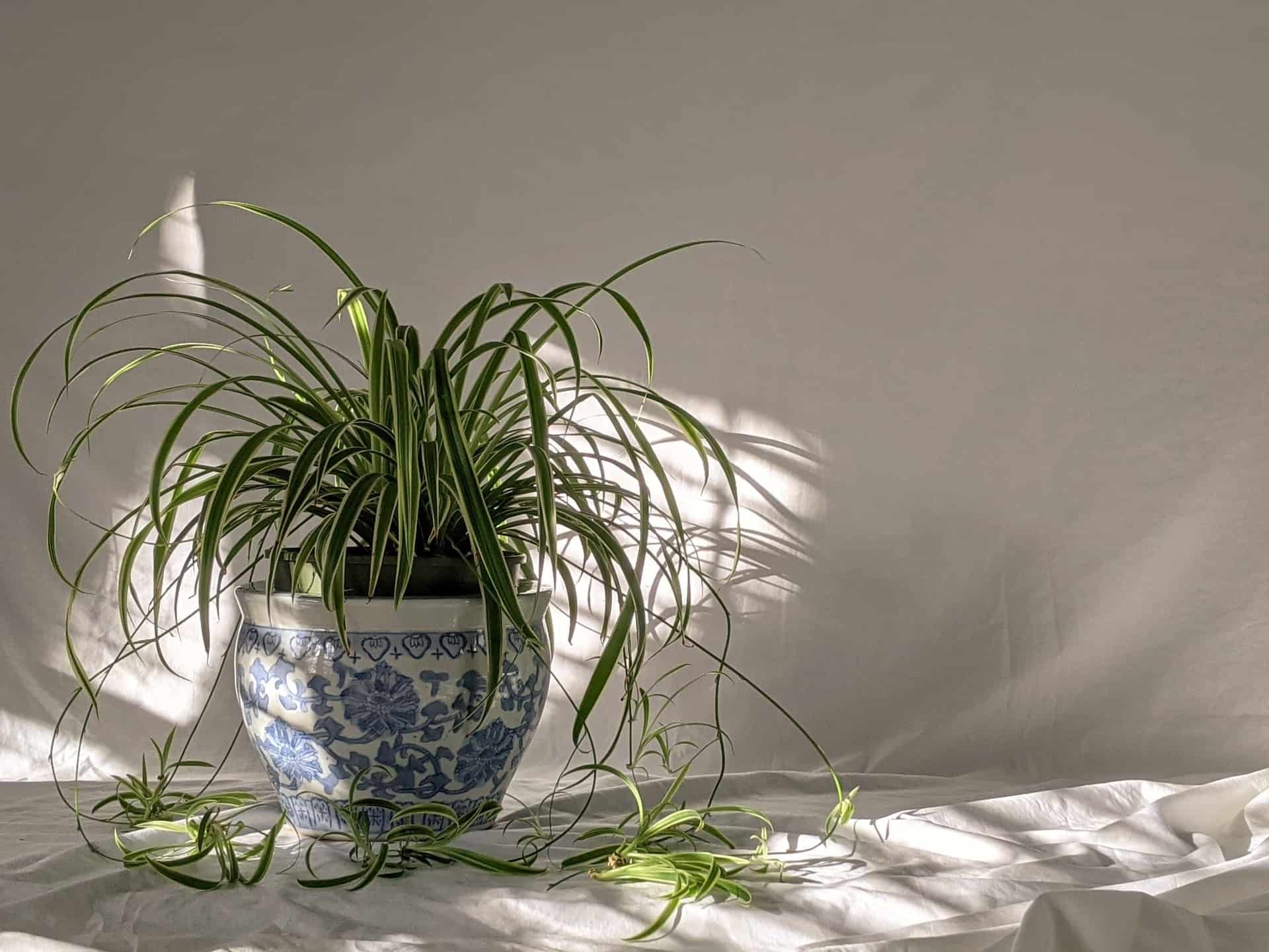 Spider plant in a blue and white ceramic pot,the shade