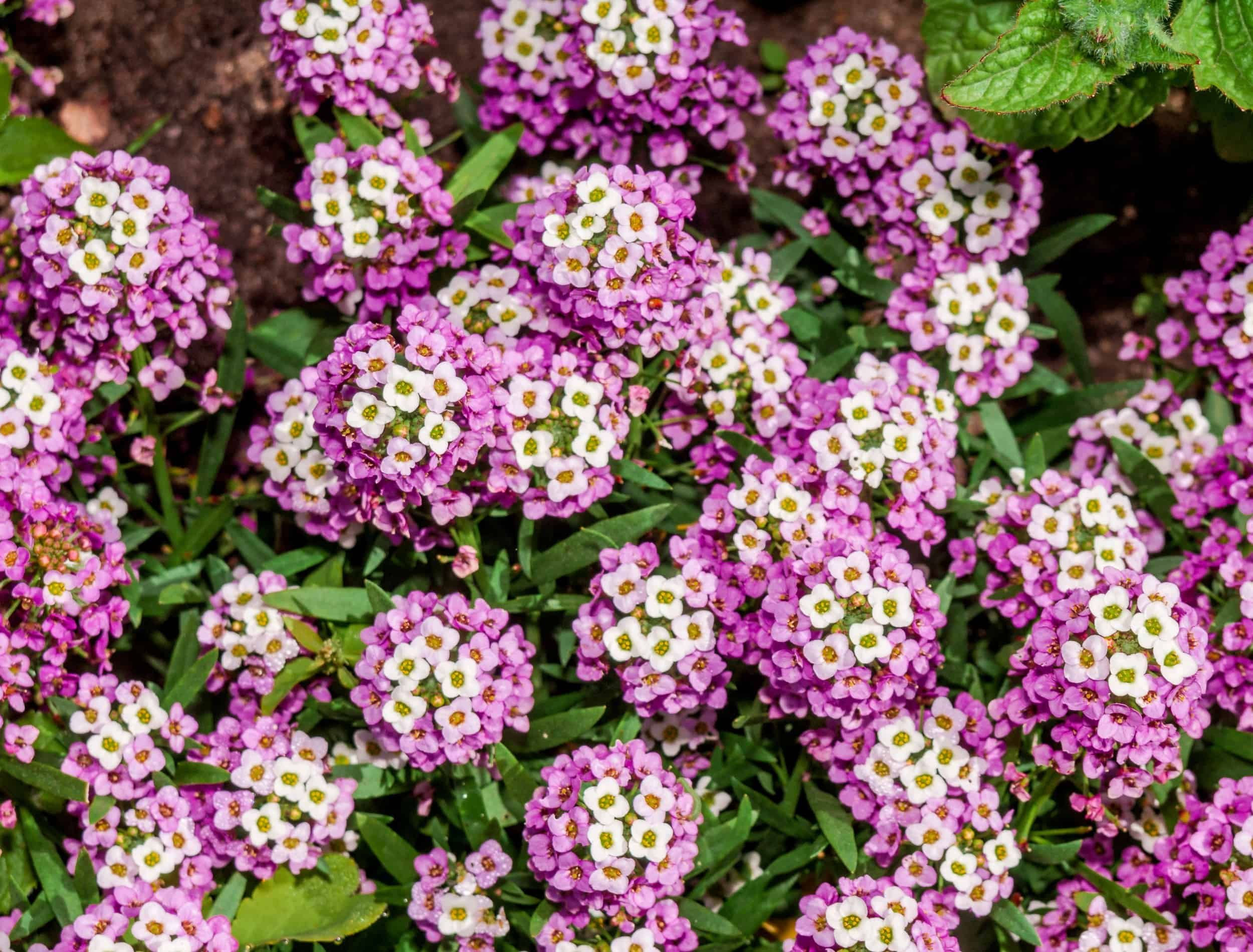 7 of the Best Flowers To Plant in Hanging Baskets