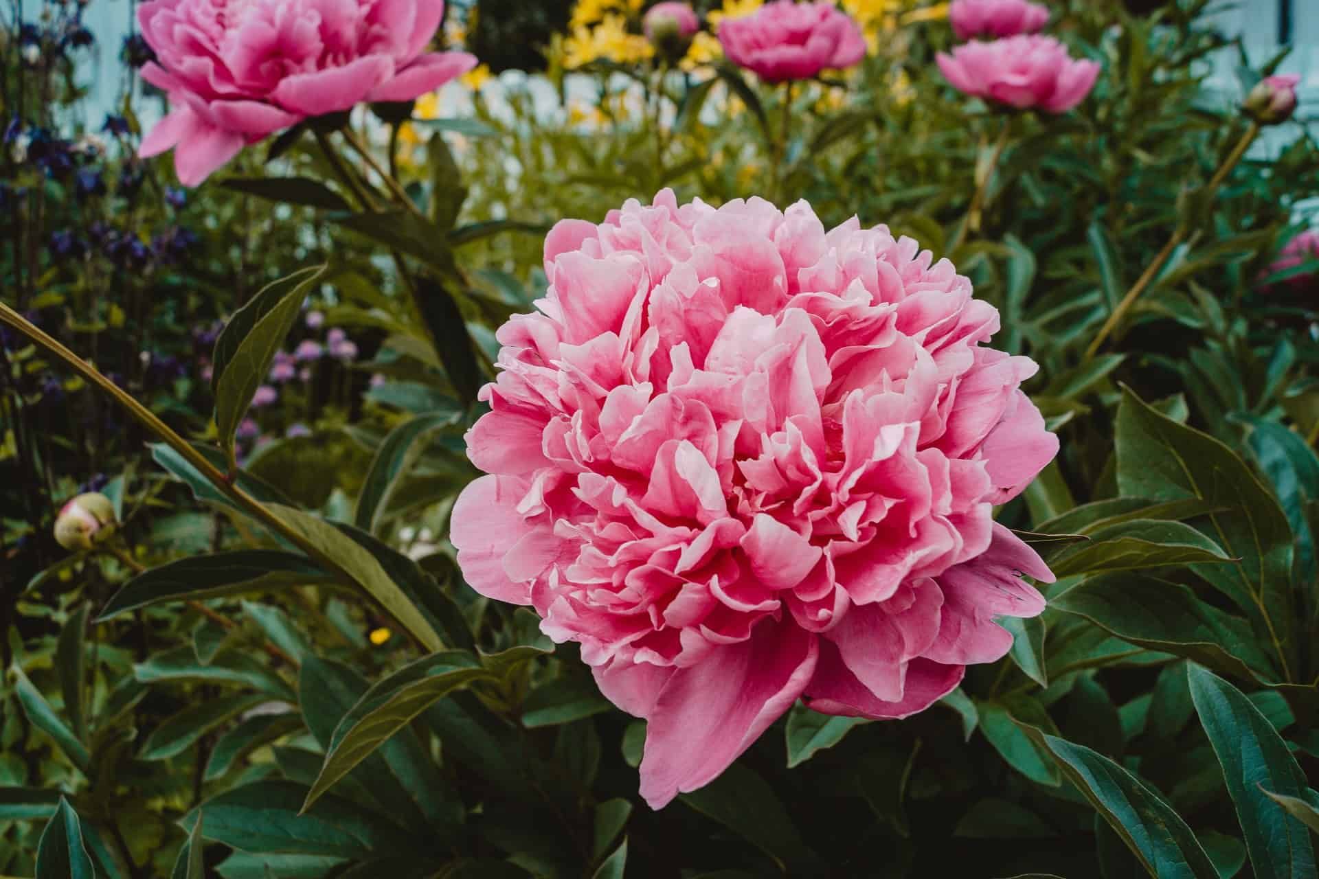 Large blooming peonie for perennials