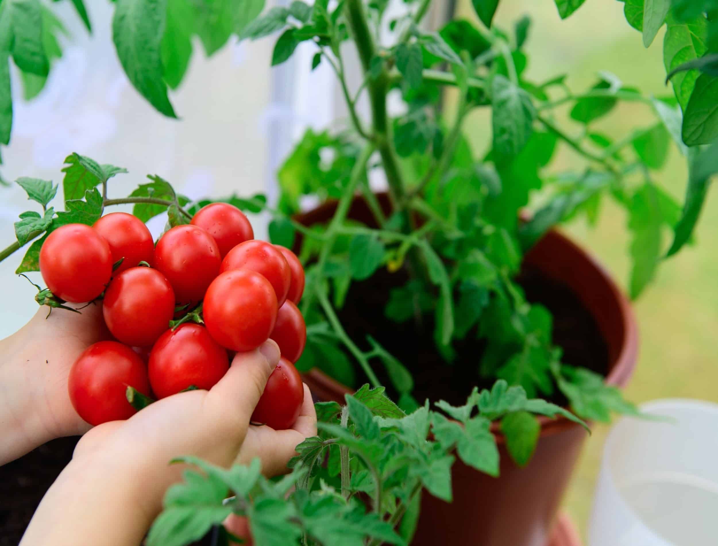 Hand picked homegrown organic cherry tomatoes, tomatoes in pots, grow bag, grow your own vegetables in a pot at home, greenhouse