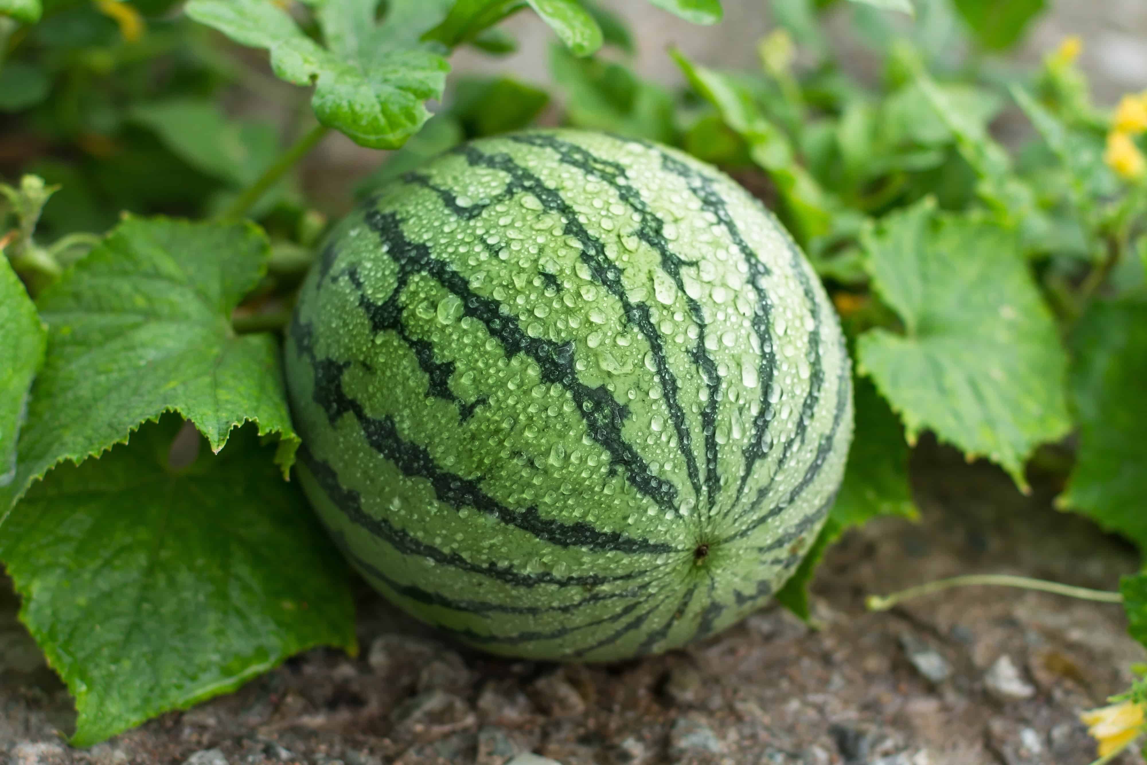 How to Grow Watermelon