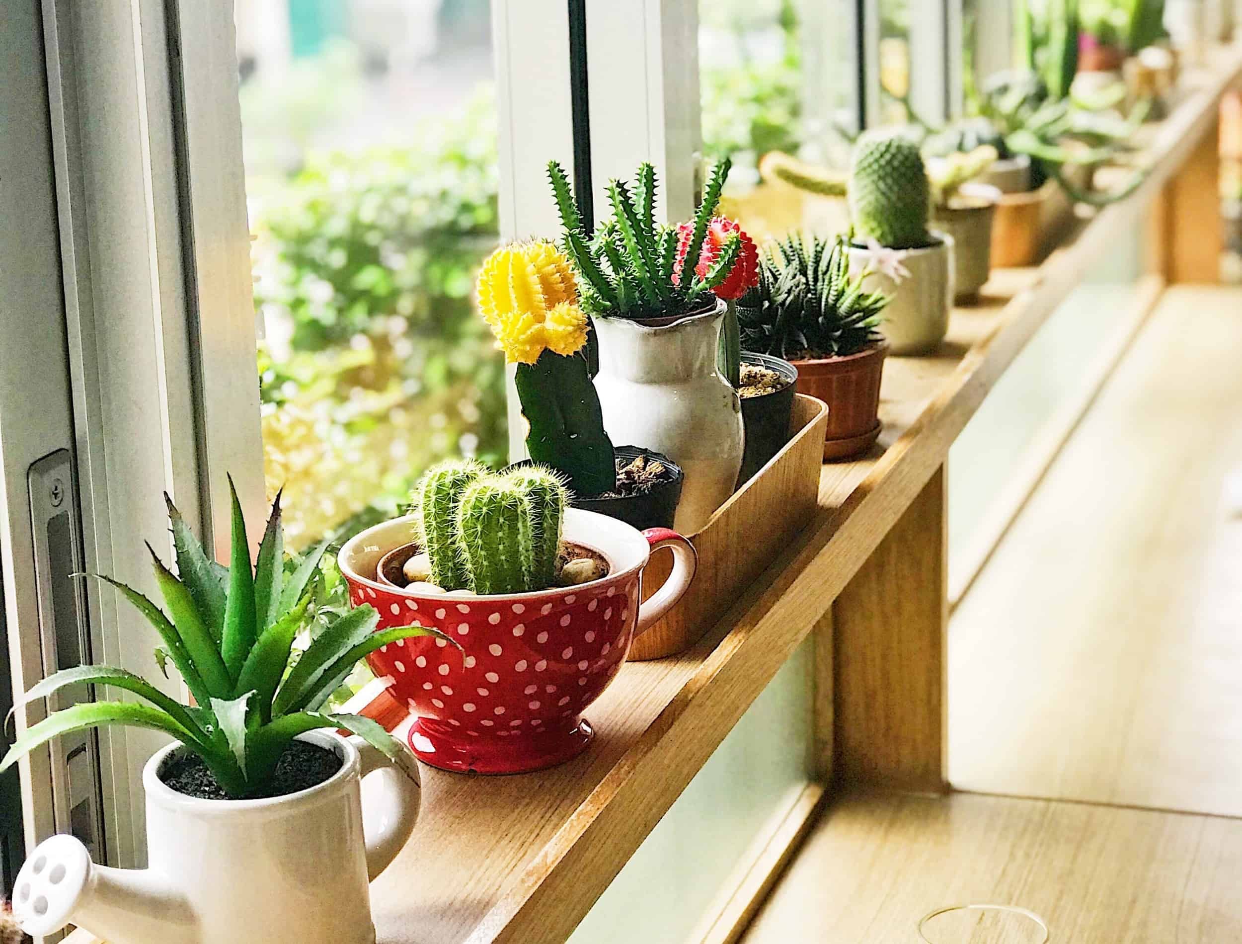 assorted succulents on window sill