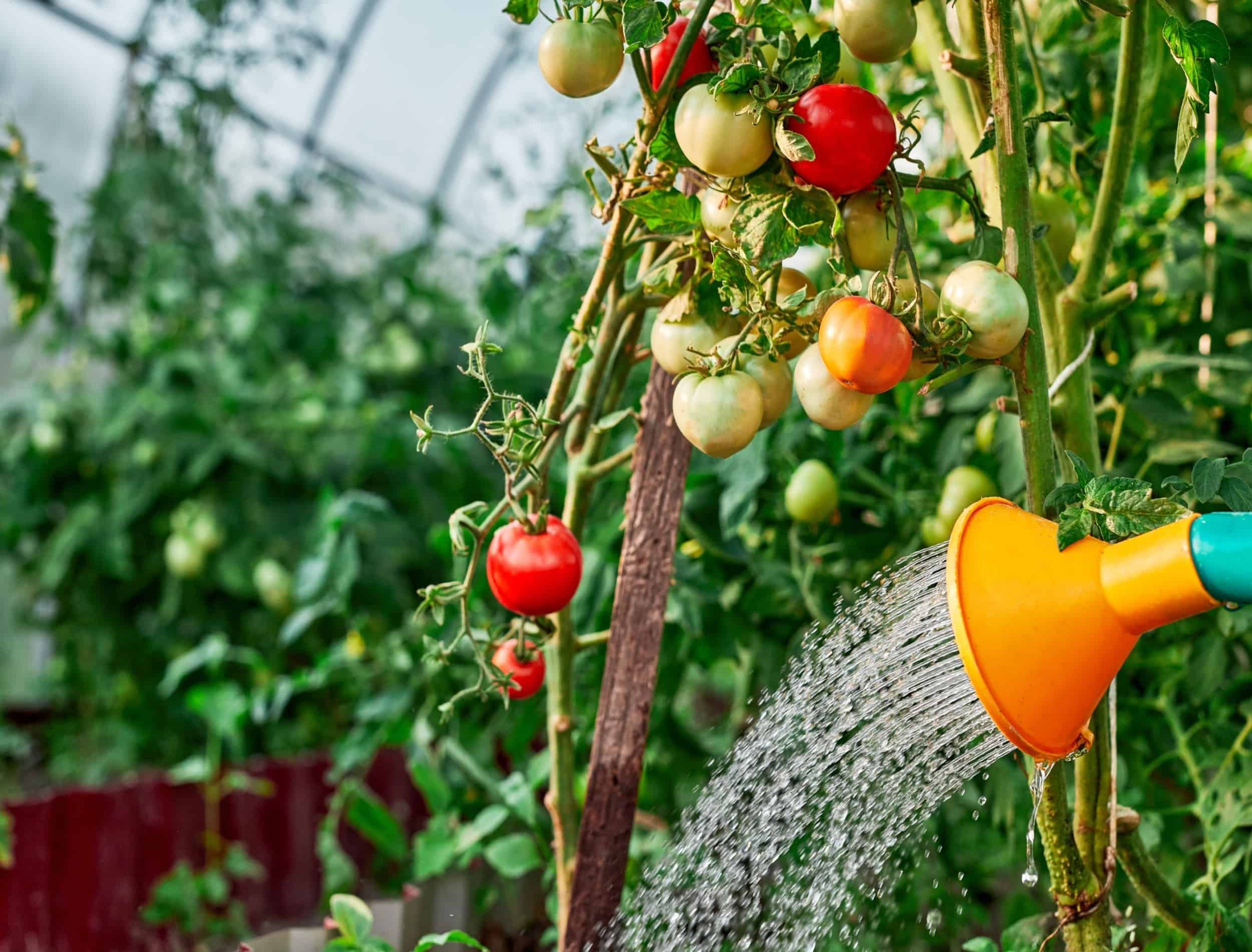 Watering tomatoes plant in greenhouse garden. Hand with watering can in greenhouse watering the tomato. Close up.