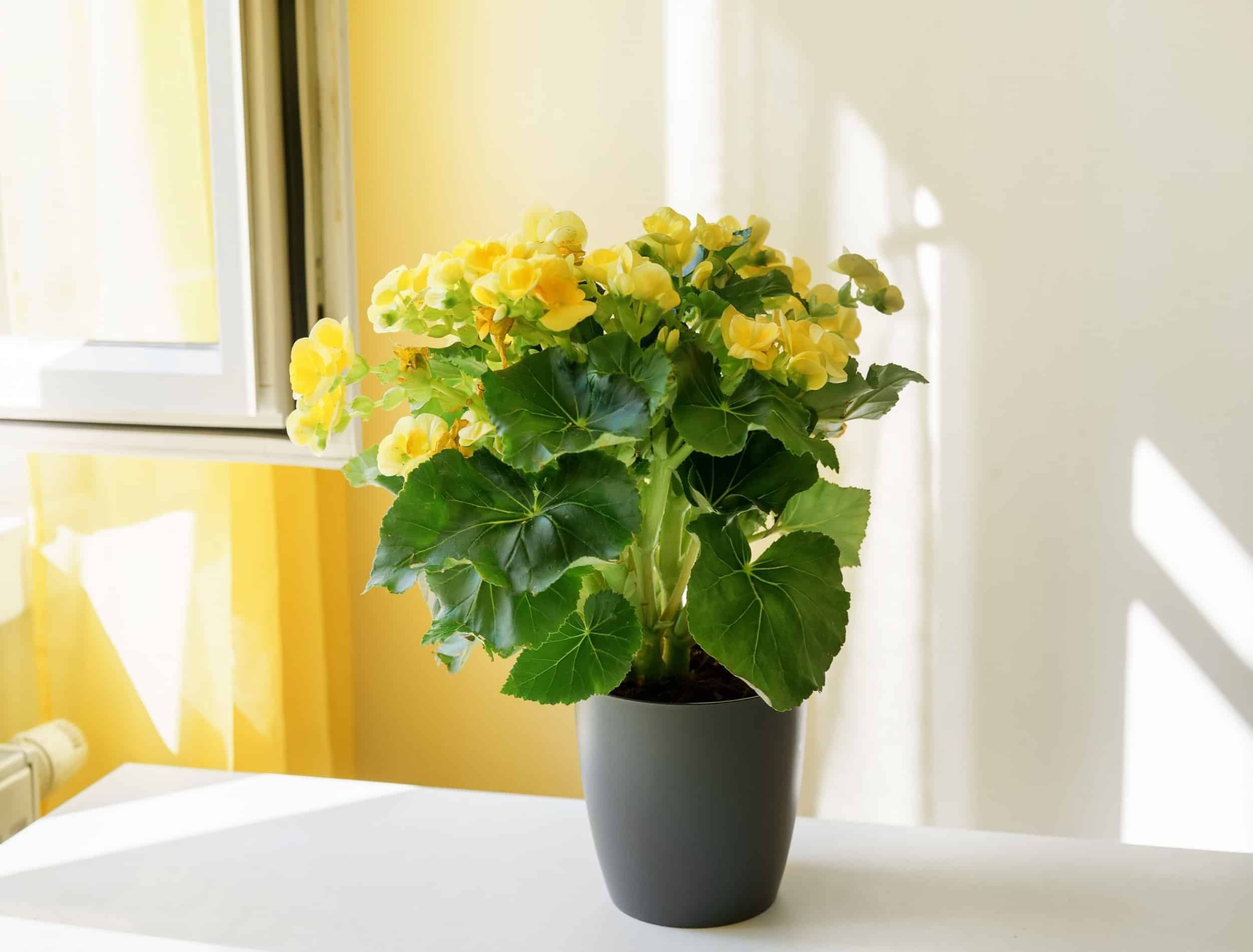 Close up of beautiful yellow begonia in a pot at the table next to a window. Positive bright yellow colors. Shadows on the wall. Home gardening