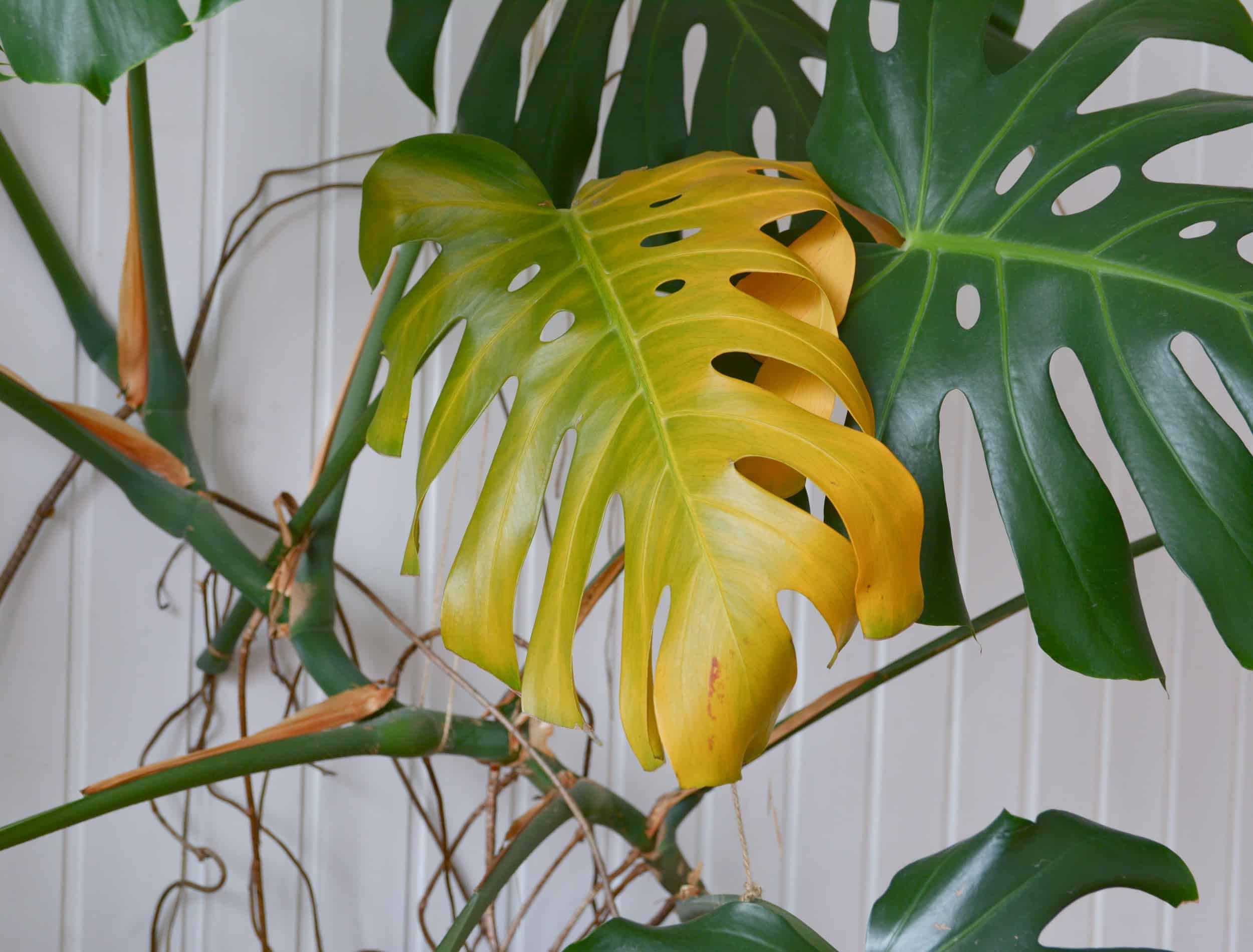 Monstera plant with yellowing leaf. Yellow leaf on monstera green home plant. Overwatering plant in winter.