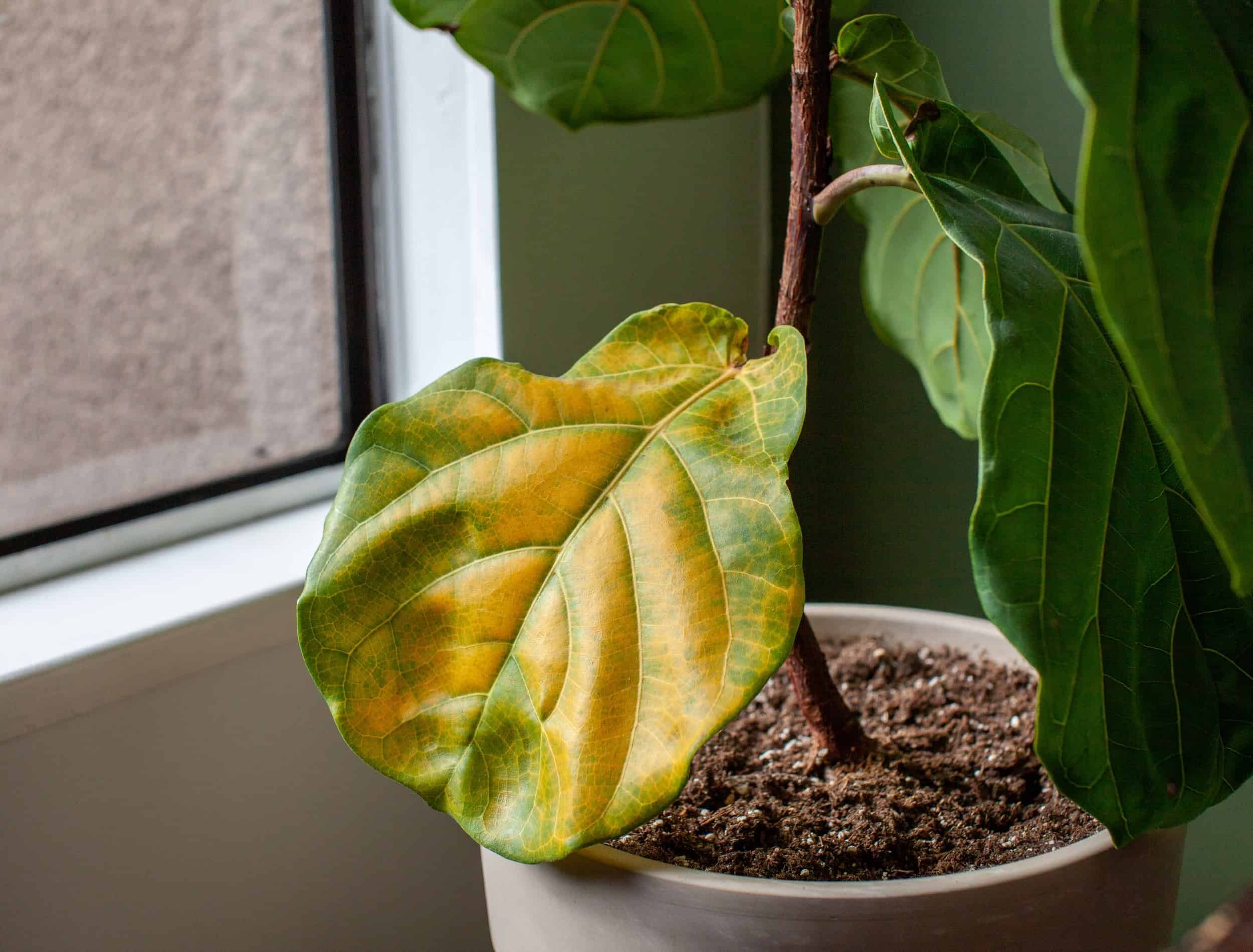 A beautiful fiddle leaf fig houseplant sits in a pot by a window for bright, indirect light, but has a large yellowing leaf. Overwatering or under fertilization may be the cause of the issue