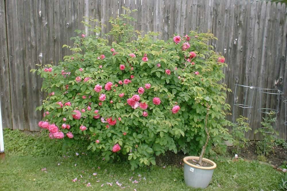 large rose bush