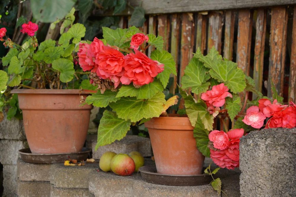 terracotta pots filled with red begonias