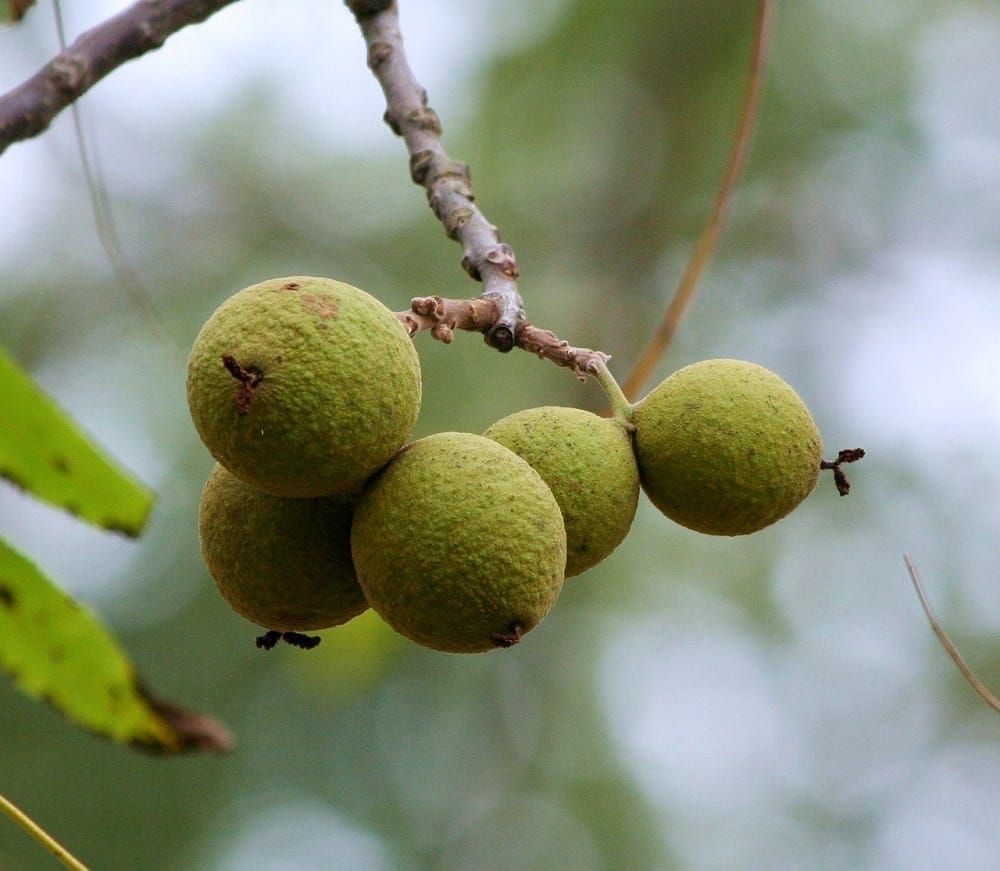 Black Walnut Tree Fruit 
