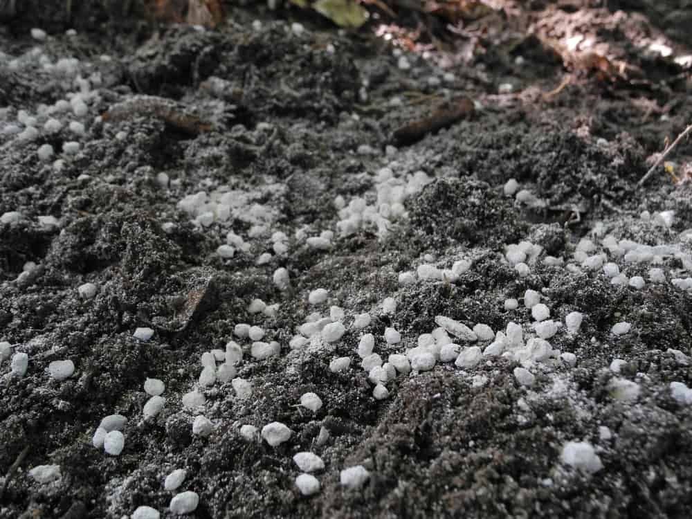 Boletus mycelium