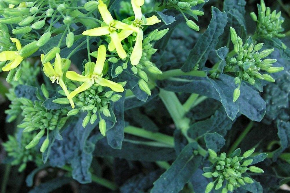 kale vegetable flowering buds