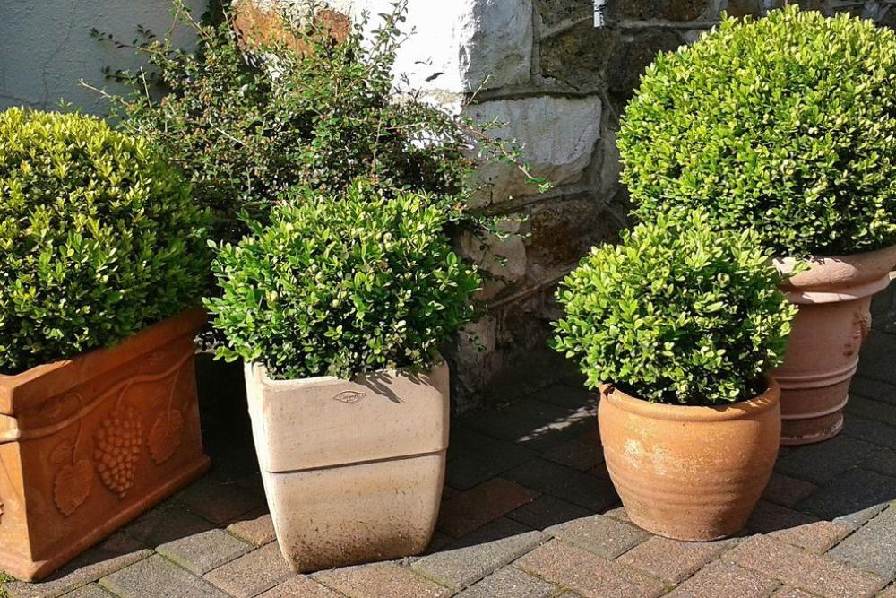 Various pots filled with boxwood plants