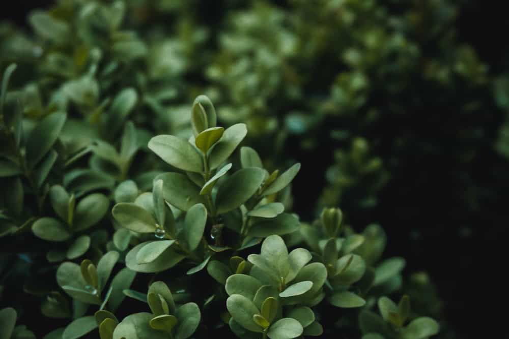 close up of a boxwood