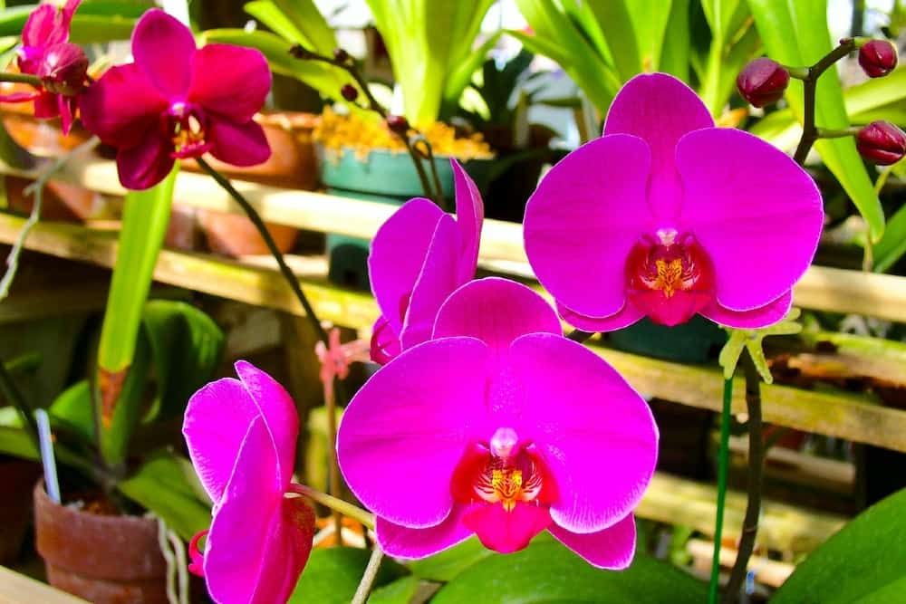 Bright Pink Potted Orchid Flowers on Wooden Shelves