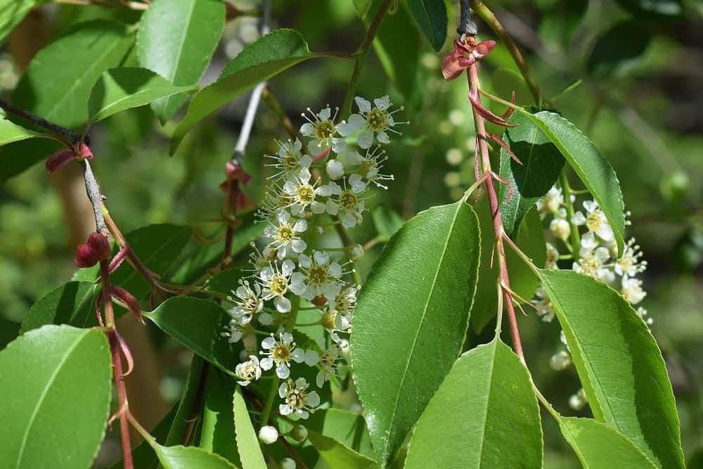 chokecherry blossom and leaves