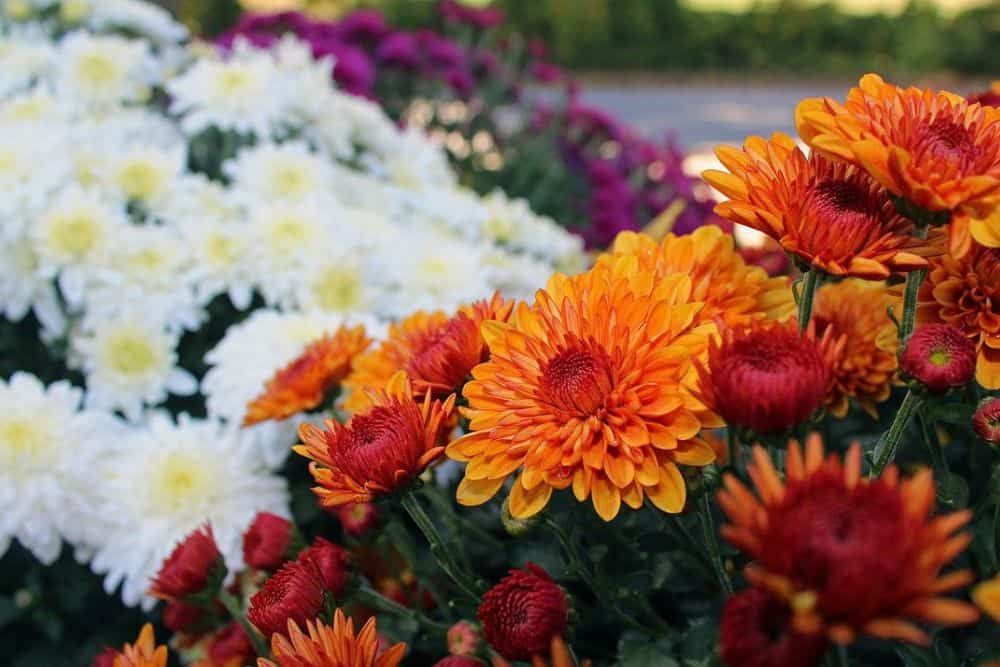 bunches of orange, white, and purple chrysanthemums