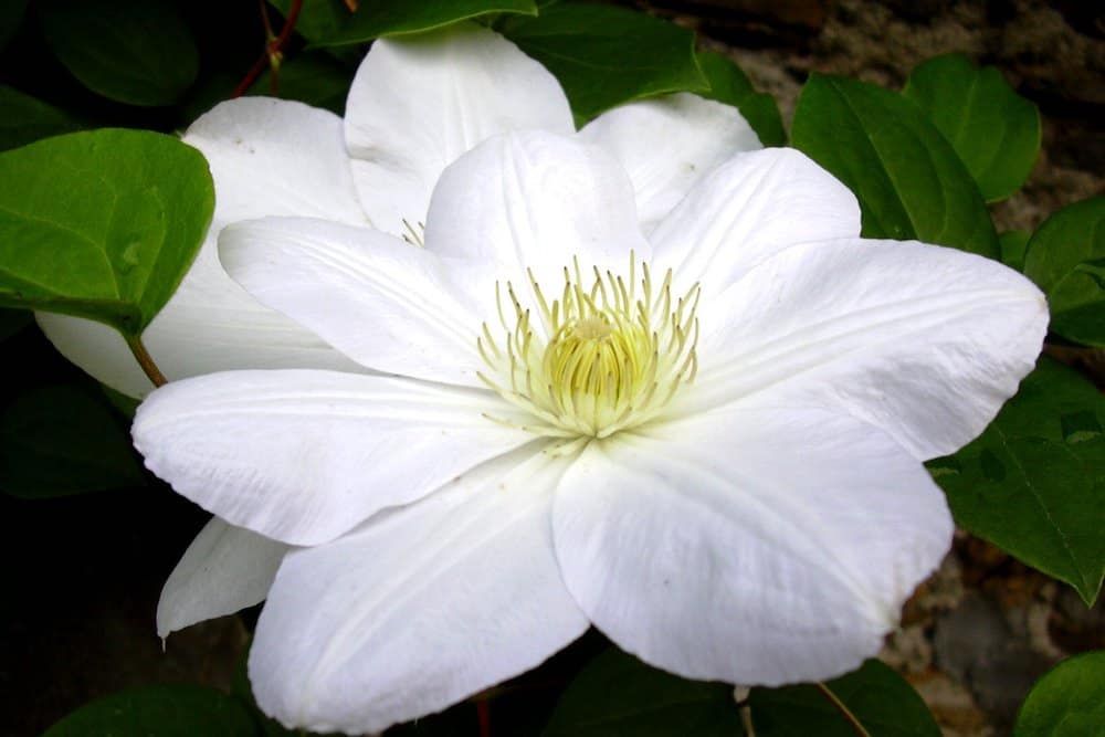 Early Large-Flowered Clematis