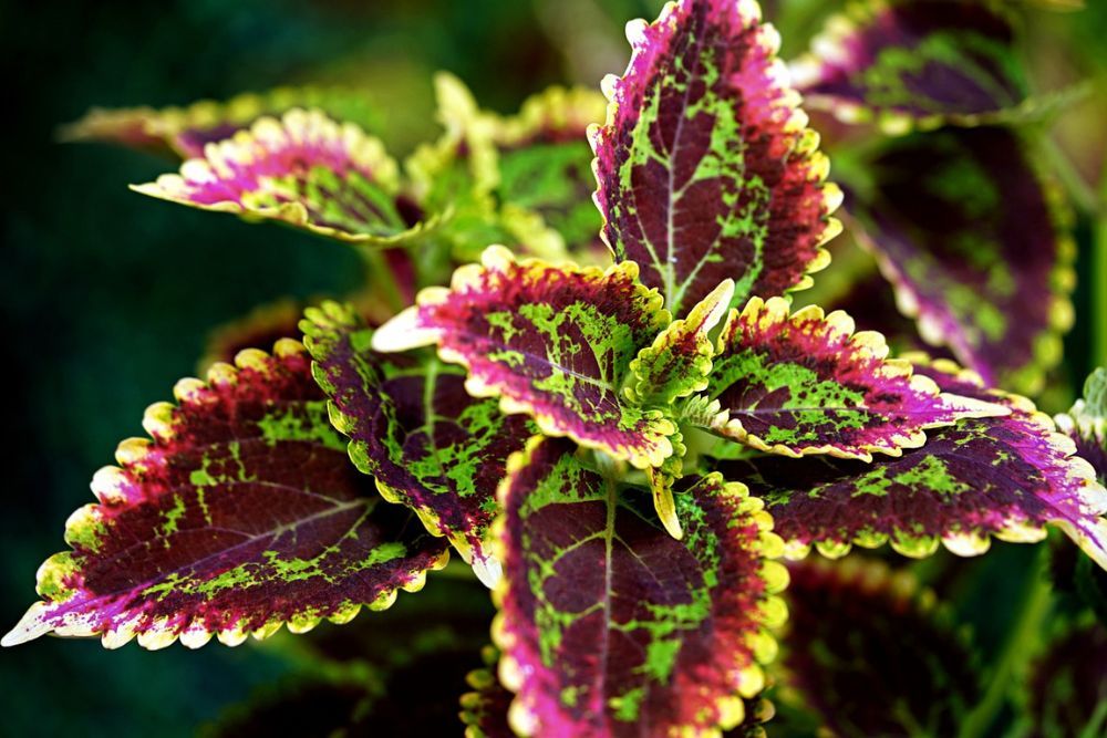 Pink, green, and yellow leaves of a coleus plant