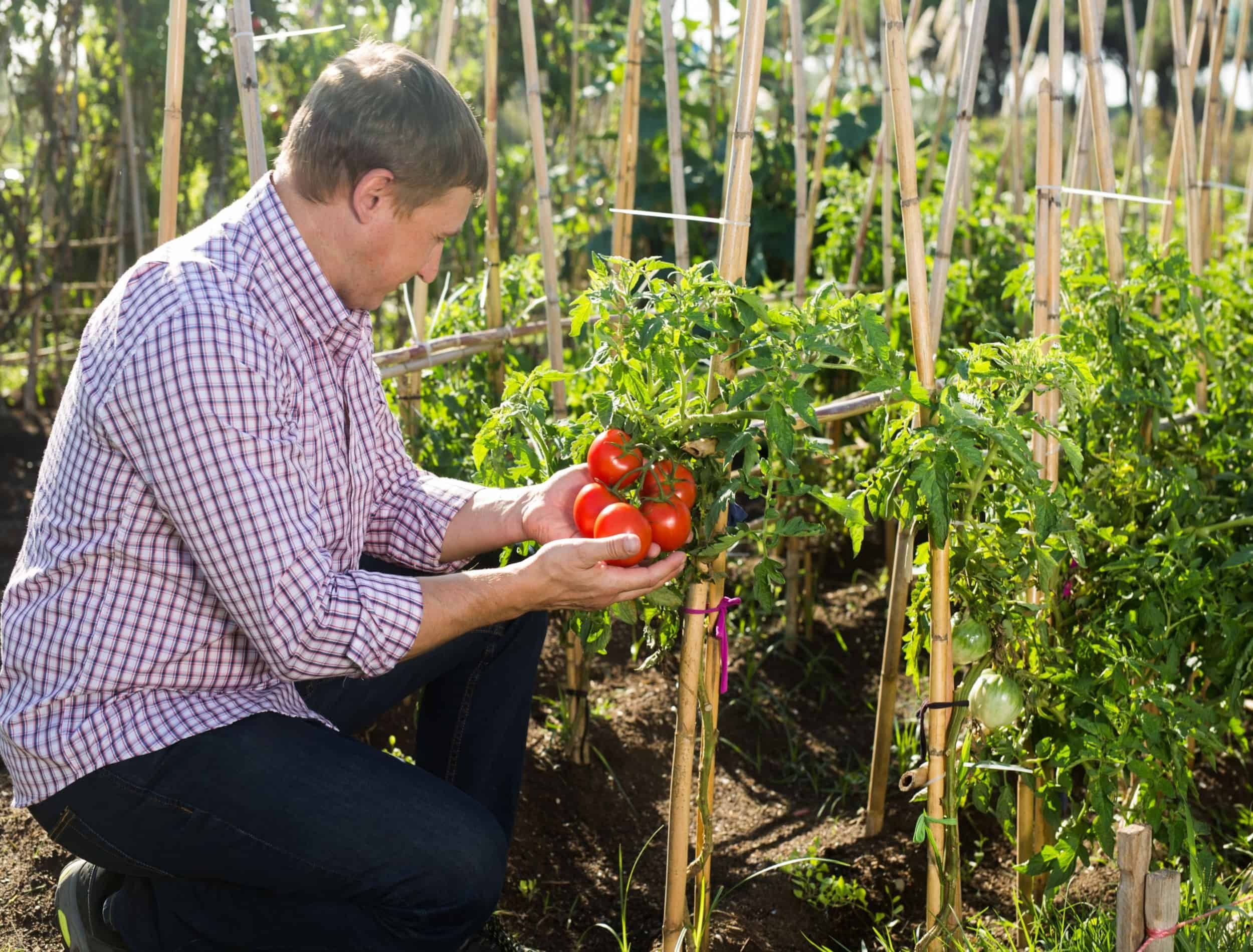 Positive man gardener picking harvest of fresh tomatoes in garden