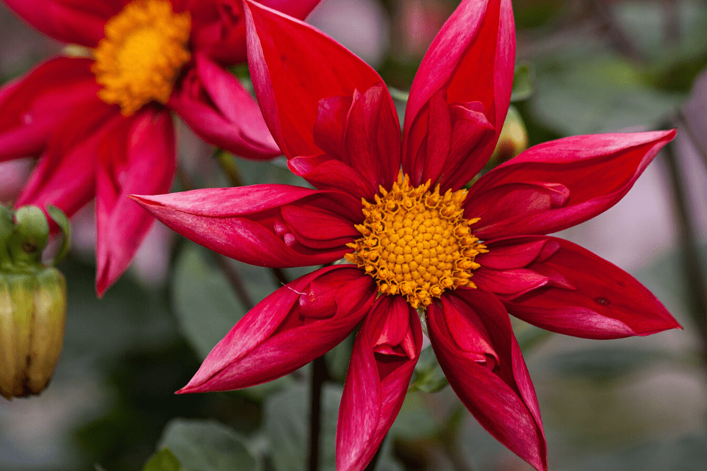 Dahlia, orchid form with red flowers