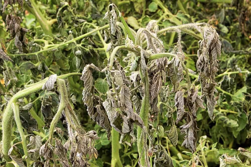 Damage-caused-by-frost-on-tomato-plants