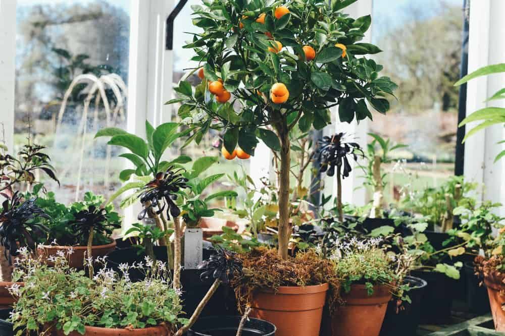 Dwarf orange tree