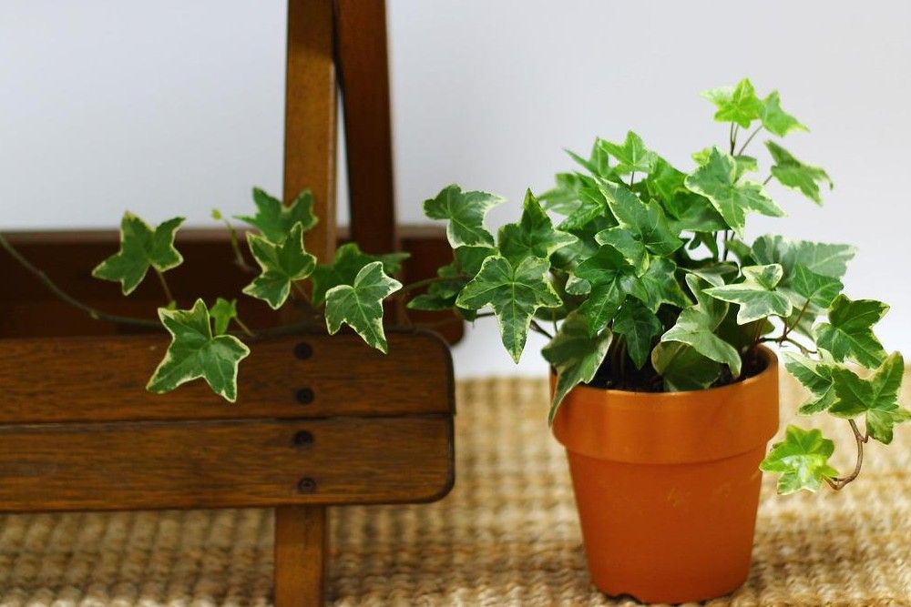 ivy potted plant