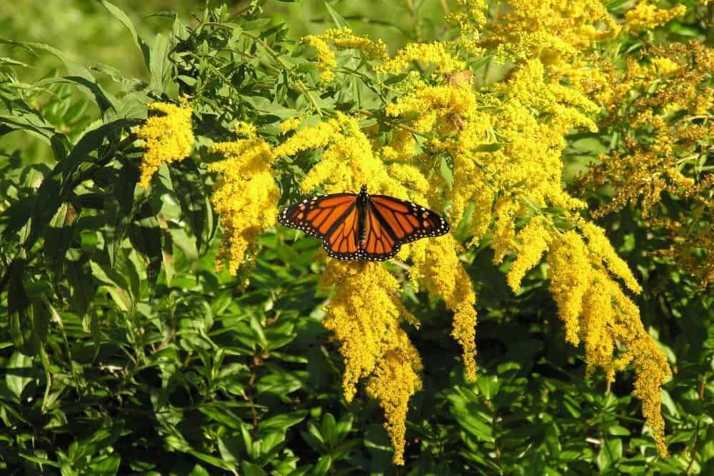 monarch butterfly sitting on a goldenrod plant