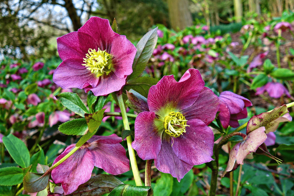 Hellebore purple flowers with green foliage